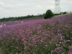 -紫颐香薰山谷景区