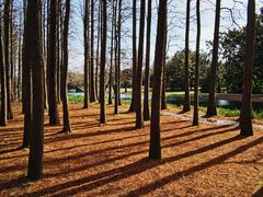 -上海共青森林公园