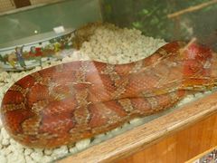 -上海大自然野生昆虫馆