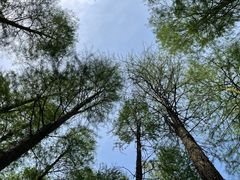 -上海崇明金茂凯悦酒店