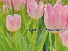 -厦门园林博览苑