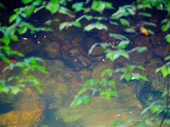 -陕西省红河谷森林公园