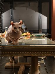 点击看大图 -京都墨客刺青