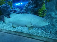 -芜湖新华联大白鲸海洋公园