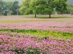 -福建鲤鱼洲酒店