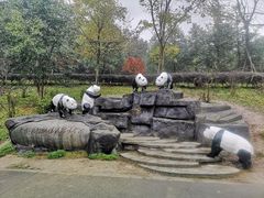 -都江堰中华大熊猫苑