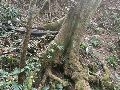 -西双版纳原始森林公园