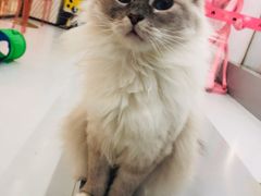 -糯米喵星人·撸猫猫舍咖啡馆(西市场嘉华店)