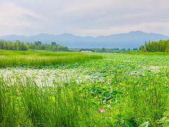 景点-野鸭湖国家湿地公园