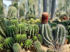 -深圳市中科院仙湖植物园