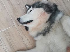 -李小姐の猫咖啡馆(五角场店)