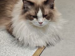 -琪喵猫屋·撸猫猫咖·猫舍