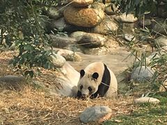 -成都大熊猫繁育研究基地