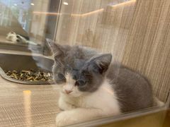 -飞行喵MR PILOT|猫舍·猫咖(静安大融城店)