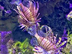 -太平洋海底世界