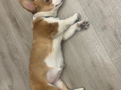 -浣熊柯尔鸭土拨鼠·电玩咖
