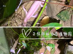 -正佳雨林生态植物园
