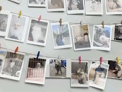 -瑞派康怡24h宠物医院·犬猫医疗中心·微创绝育(瑞景分院)