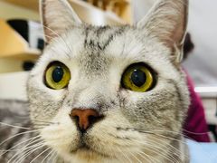 -美联众合动物医院·24h京西诊疗中心