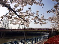 -高东镇樱花园