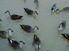 -盐城丹顶鹤湿地生态旅游区