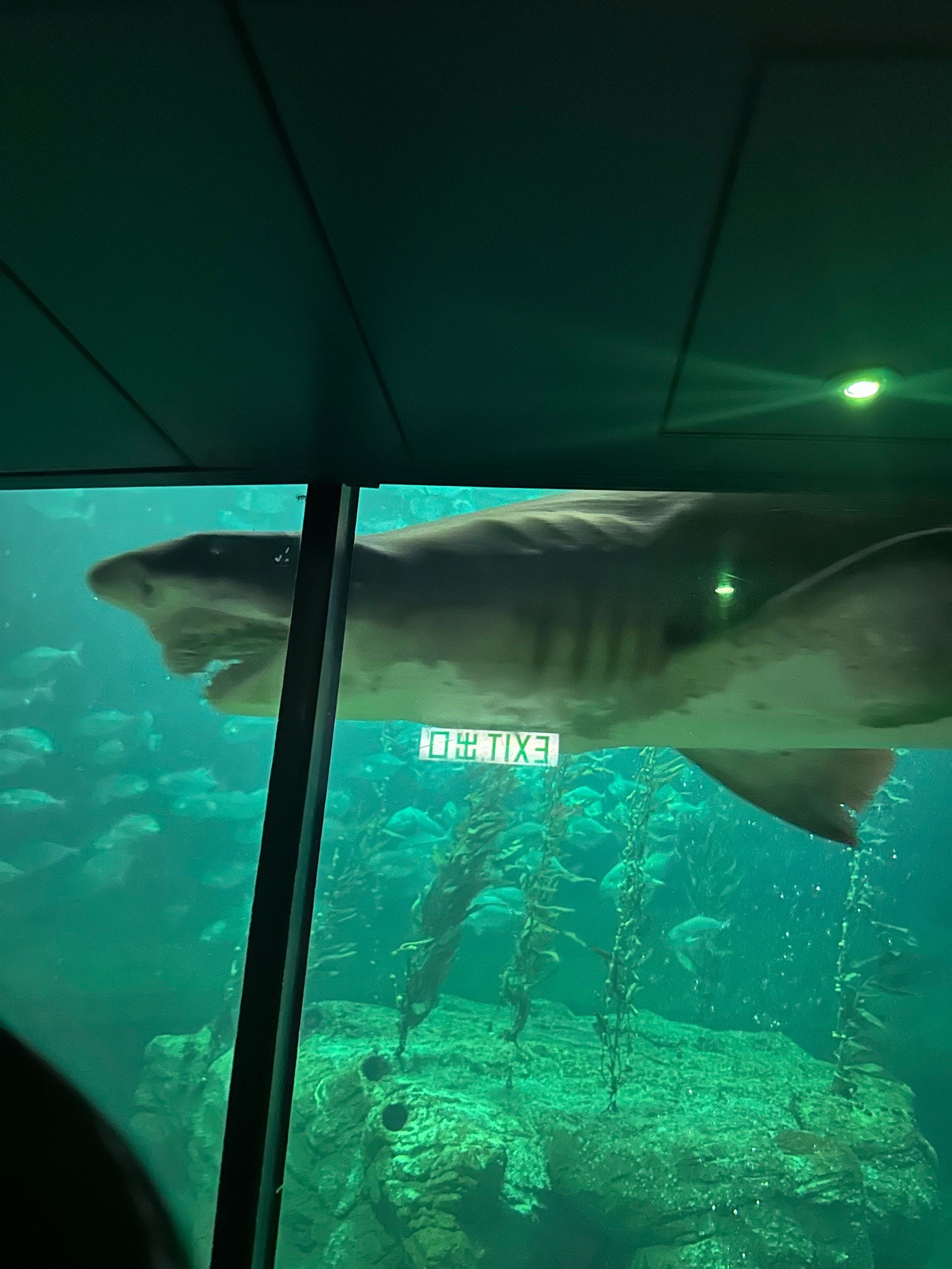 鲨鱼:海洋中的神秘来客