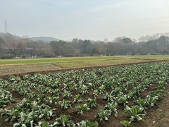 -八卦田遗址公园