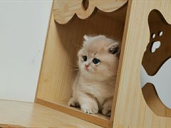 -东方名猫馆·英短金渐层布偶猫舍(环线广场1号楼店)