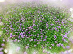 -杭州城北体育公园