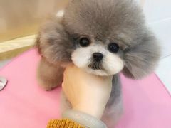 -汪小喵宠物·戴维斯乐芳希施宠馨宝皮毛调理洗护店