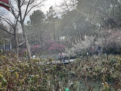 -青枫公园