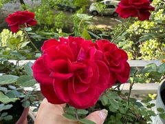 -龙大花卉苗木市场