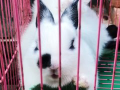 -曲阳花鸟市场(曲阳路店)
