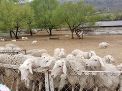 -大连铭湖国际观光牧场
