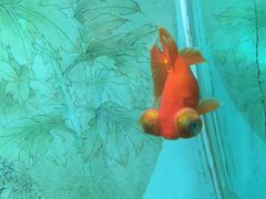 -北戴河圣蓝海洋公园