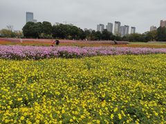 -映月湖中央公园