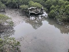 -北海金海湾红树林生态旅游区