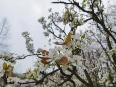 -茅家埠