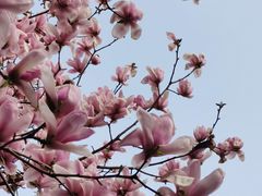 -华中科技大学同济医学院附属同济医院(汉口院区)