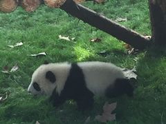 -成都大熊猫繁育研究基地