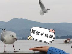 -海埂大坝