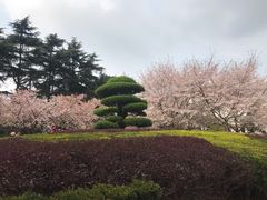 -武汉大学-樱园