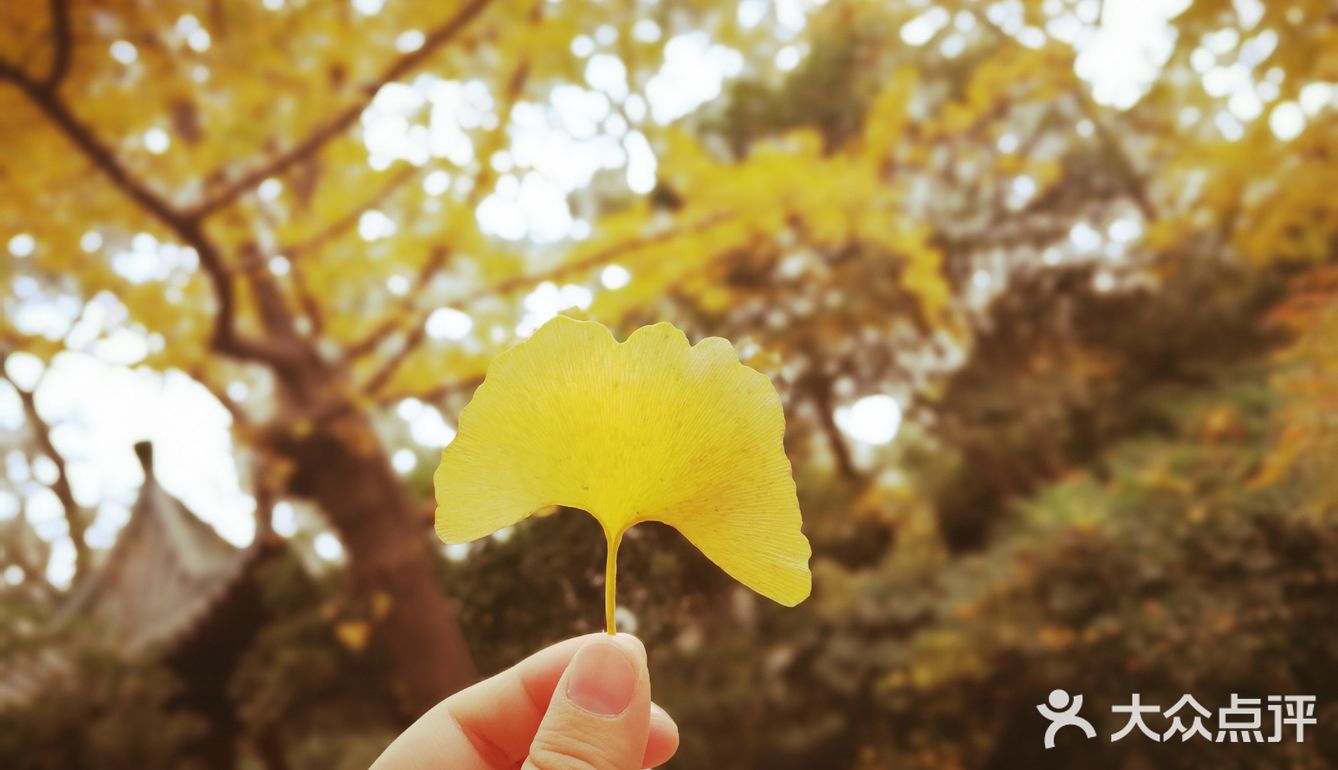 这次来上海住在长风公园附近，清早起来去散散步