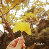 这次来上海住在长风公园附近，清早起来去散散步