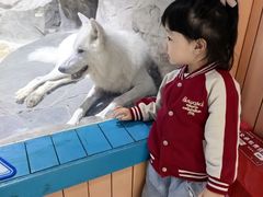 -海合安成都极地海洋公园
