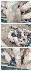 -优沃得自然教育农场·冰雪乐园·生日会·研学