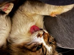 -宠物星动物医院·眼科·异宠·猫科(江南大道总院)