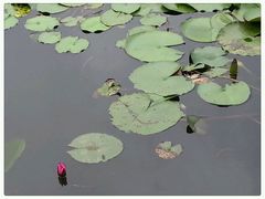 android_upload_pic-鹤山碧桂园凤凰酒店