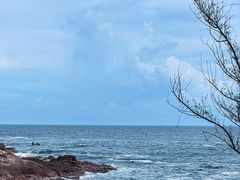 -广东惠东海龟国家级自然保护区