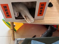 -平行世界·猫咖(首经贸店)